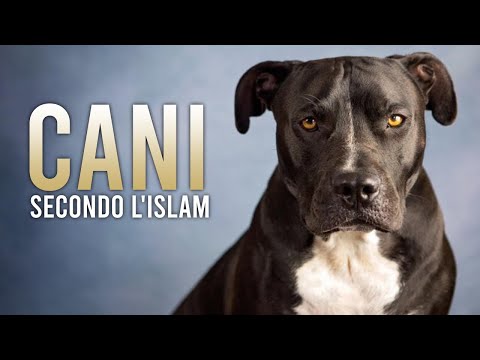 I CANI [Secondo l’Islam]  ᴴᴰ